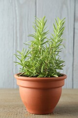 Rosemary plant growing in pot on wooden table. Aromatic herb