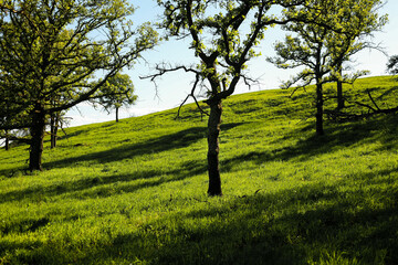 tree in the field