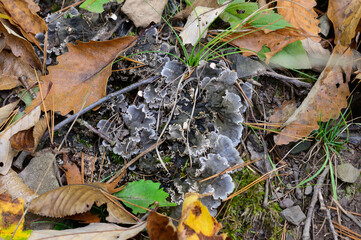 Dog Pelt Lichen at Leonard Harrison State Park, in Watson Township, Pennsylvania.