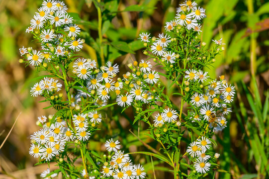 White Panicle Asters at Lake Erie Metropark, in Brownstown Township, Michigan.