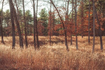 Pretty Dried Grass and Leaves Fall Landscape Wilton Wildlife Preserve Saratoga Springs New York