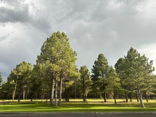 Fototapeta premium A Cloudy Day in the Forest