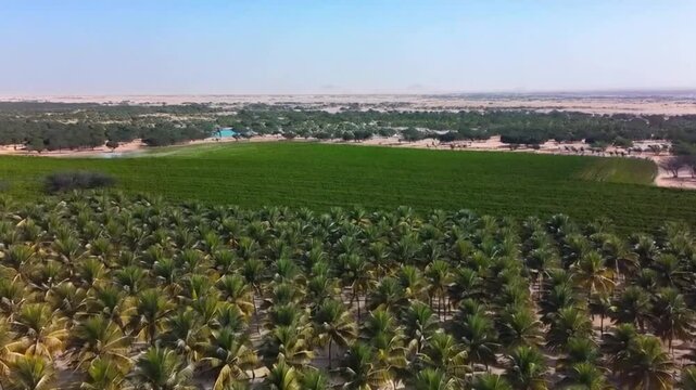 Field of date palm trees plantation