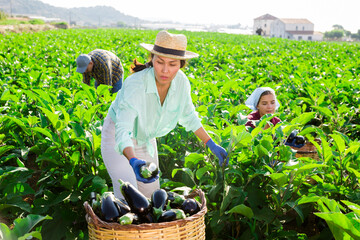 Man and women gathering ripe eggplants in vegetable field together.