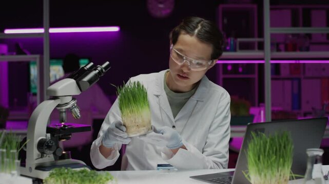 Asian female scientist in gloves and goggles examining plants growing in petri dish and working on laptop at desk in modern laboratory with purple light in background