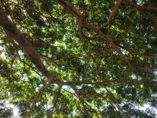 A shady trembesi or samanea saman tree
