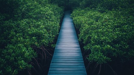 Obraz premium A wooden walkway leads through a lush green mangrove forest. The path is narrow and the trees are thick, creating a sense of mystery and adventure.
