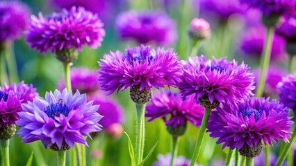 Fototapeta premium Close-up of vibrant purple cornflowers in a garden, cornflower, close-up, garden, purple, flowers, plants, nature, blossoms, petals