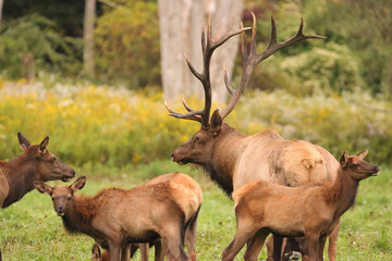 Gorgeous Majestic Regal Elk Bull Autumn