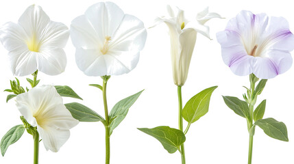 Fototapeta premium Collection of Elegant White Flowers Displayed on a White Background Generative AI