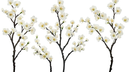 Fototapeta premium Delicate White Flowers Arranged on a Gray Background for Decoration Generative AI