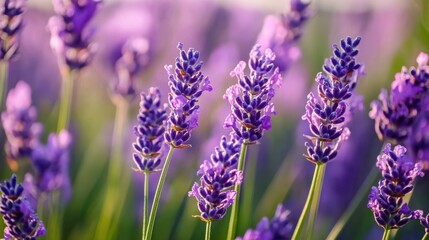 Obraz premium Closeup of lavender flowers in a field.