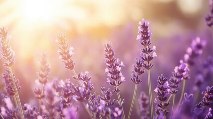 Purple lavender blooms in sunlight.