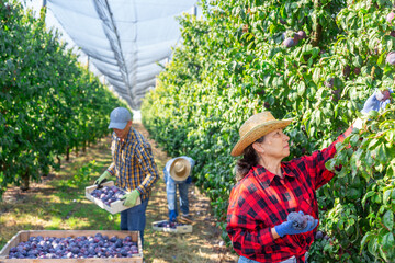 Mature woman farm worker gathering harvest of ripe juicy plums on sunny summer day