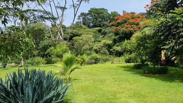 Panama, Boquete, panoramic view of tropical garden on a suny day