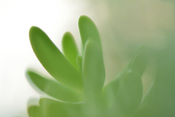Close-up of a succulent plant / 多肉植物のクローズアップ　