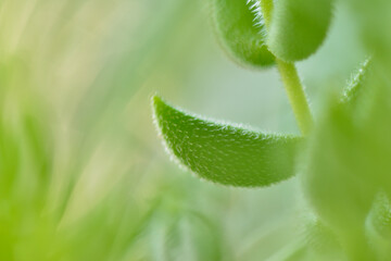 Close-up of a succulent plant / 多肉植物のクローズアップ　