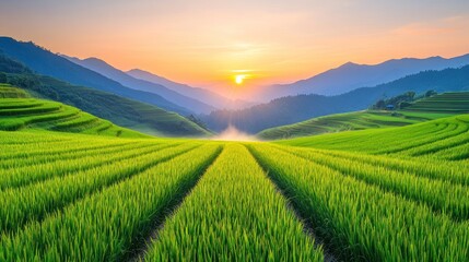 Fototapeta premium A picturesque view of a rice paddy field at sunrise, with lush green rice paddies stretching out into the distance, framed by rolling hills.