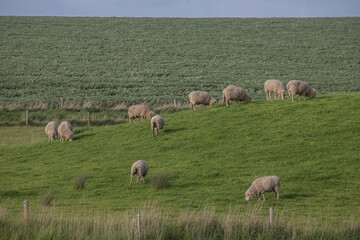 Flock of woolly sheep grazing in a lush green pasture, surrounded by trees and rural landscape in countryside, Australia
