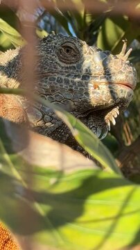 iguana