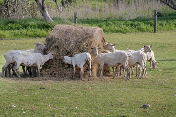 Sheared flock of sheep grazing and feeding in a rural pasture, highlighting farm life and the wool industry in Australia