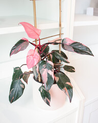 Philodendron Pink Princess. House Plant. Pink Plant. White background © Lucila Naves
