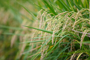 Rice with full grains about to mature