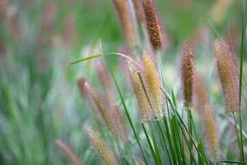 Pennisetum grows vigorously outdoors