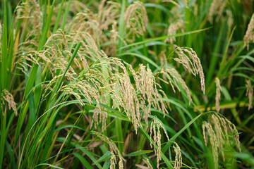 The rice ears in the rice field are full and drooping