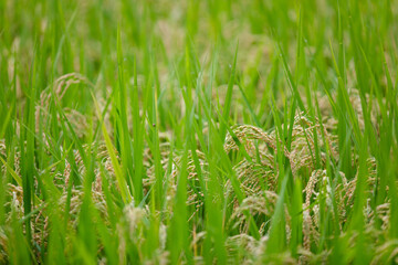Planting of traditional staple food rice
