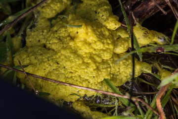 Scrambled Egg Slime (Fuligo septica), also known as the 