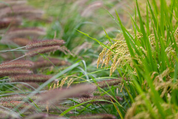 Planting of traditional staple food rice
