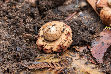 The Earth Star Fungus (Geastrum sp.) is a unique and intriguing fungus that features a star-shaped structure.