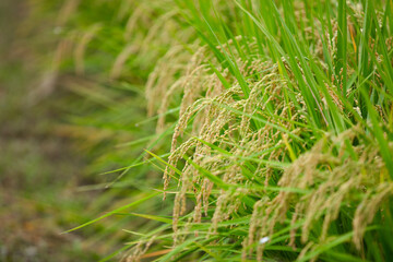 Planting of traditional staple food rice