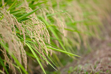 Rice planted in the farmland is growing