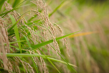 Rice planted in the farmland is growing