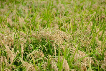A large area of ​​rice that is about to mature has fallen over