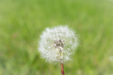Close-Up of Dandelion Seeds with Blurred Green Background