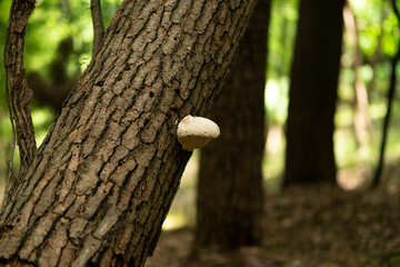 マンジュウドロホコリ