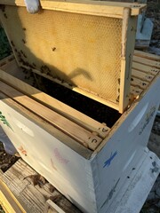 aesthetic bee hive and bee keeping with wooden hives, hive tending process, honey bee keeping