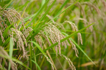 Rice crops growing well