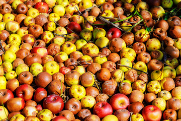 Garden is infected with diseases, apples falling from trees rot in ground are decaying.