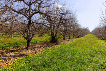Obraz premium Infestations of diseases in gardens, decaying apples falling from trees in gardens.