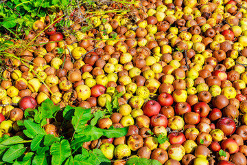 Infected gardens, decaying apples that fell from trees.