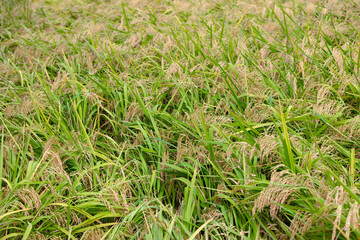 Strong wind affects rice after it falls over