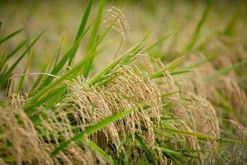 Close-up of rice ears, full grains