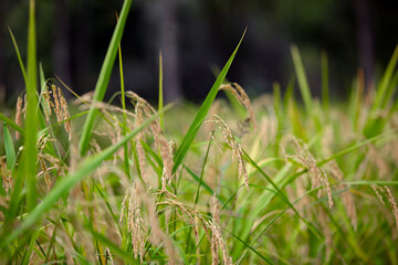 Rice planted in autumn with low ears