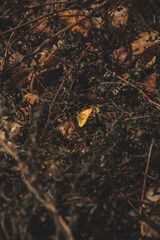 autumn leaves on the ground