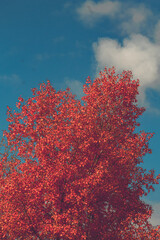 red tree