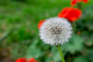 dandelion in the grass